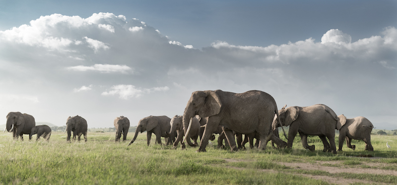 A photo of a herd of elephant walking on the green grass with a cloudy blue sky 