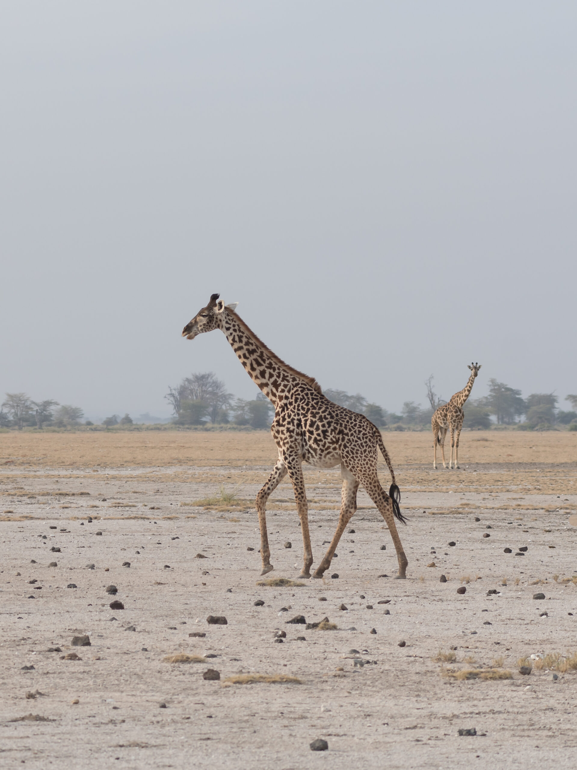 Giraffe walking during dry season