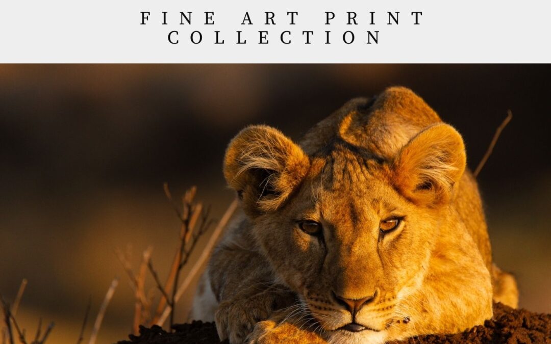 Fine Art Print Collection