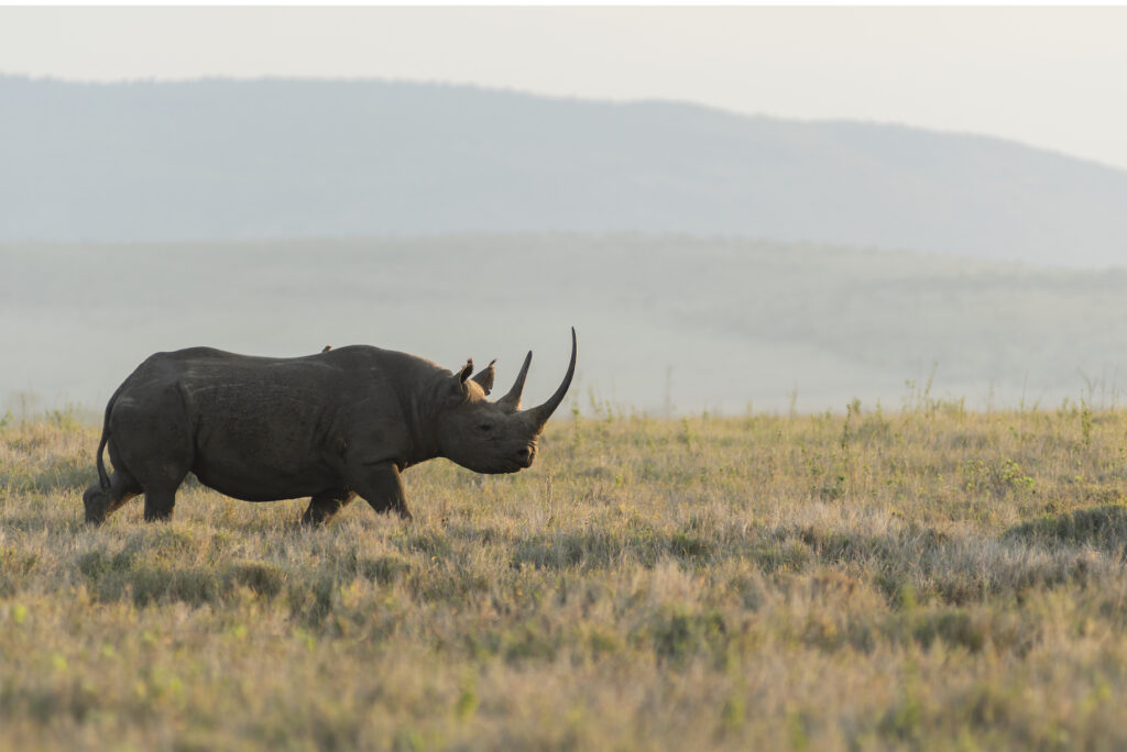 Rhino Run - How Safari Tourism helps conservation in East Africa