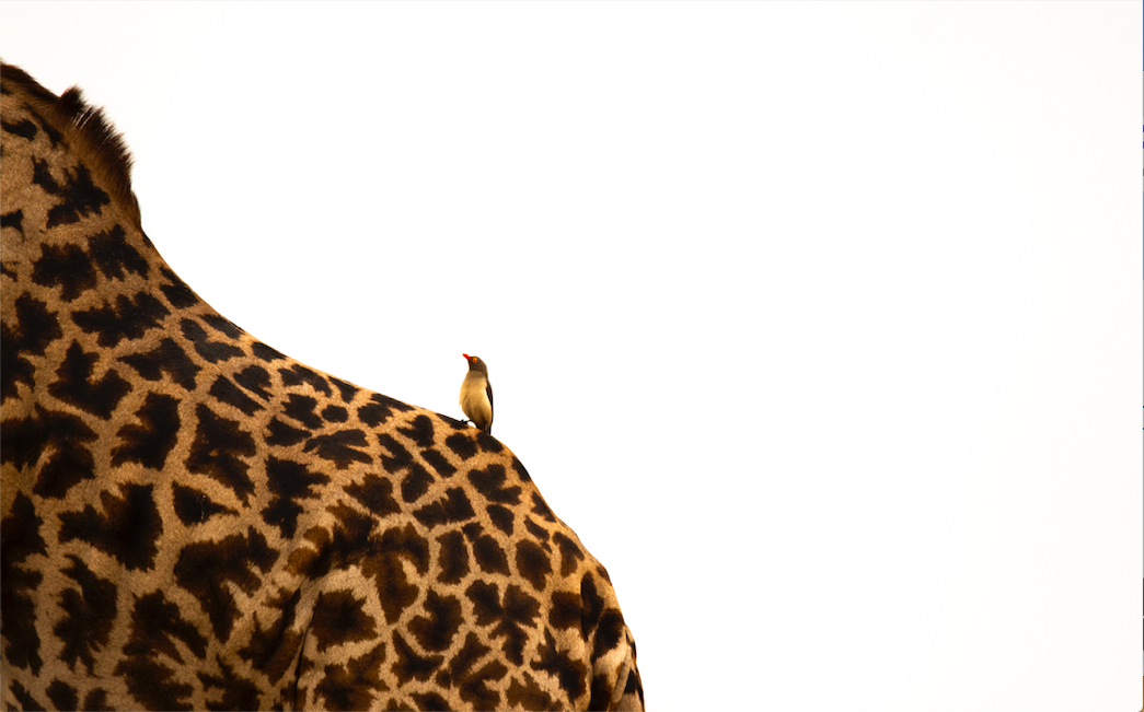 A fine art high key photographic print of a close up of a masai giraffe with an oxpecker on its back