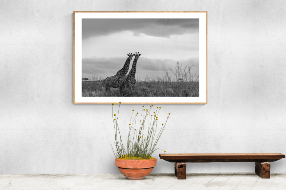 A fine art black and white photographic print of two giraffes looking at the camera hanging above a bench