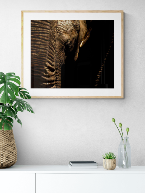 A fine art photographic print of a young baby elephant hiding behind his mums legs hanging on the wall in a white room next to a plant