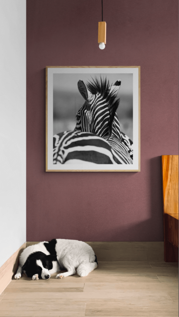A fine art photographic print of a zebra looking back over his shoulder hanging on a wall in a room with a dog