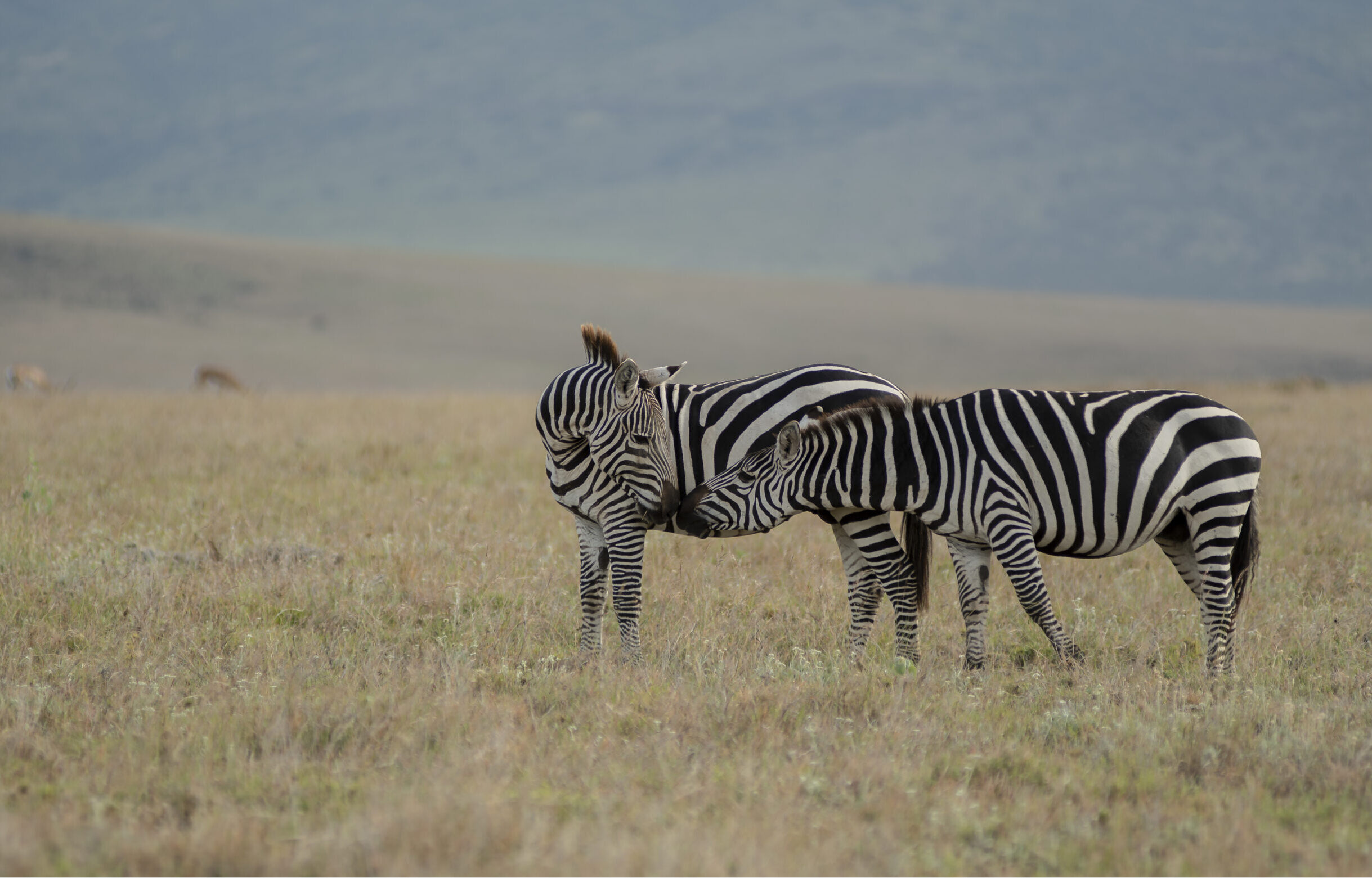Two zebra kissing surrounded by green hills