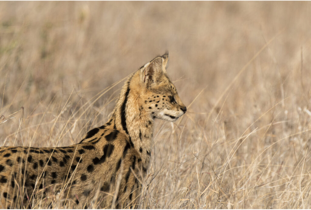 A serval cat surveying the savanna for her next meal