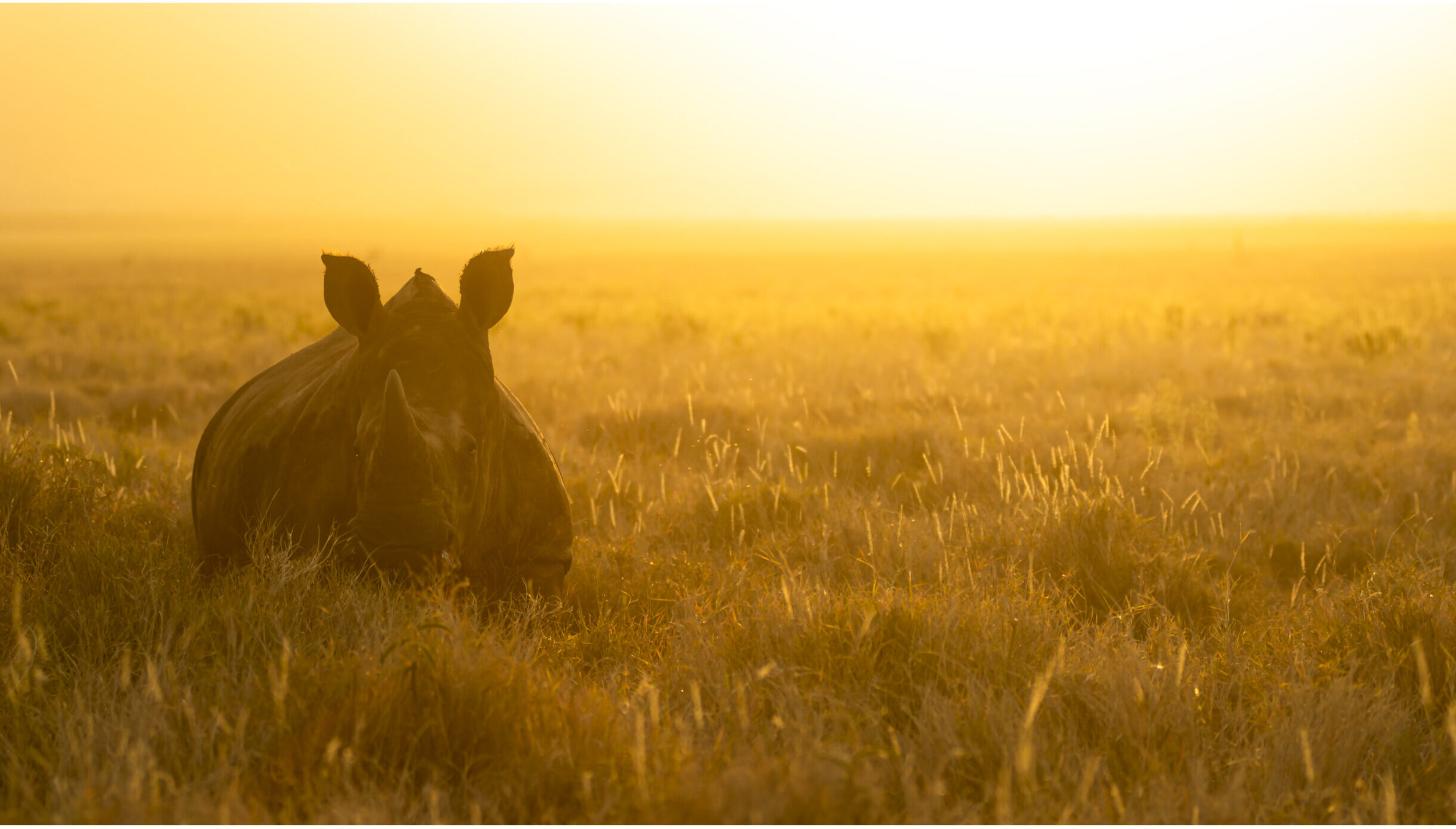 A rhino in the golden sunlight at sunset