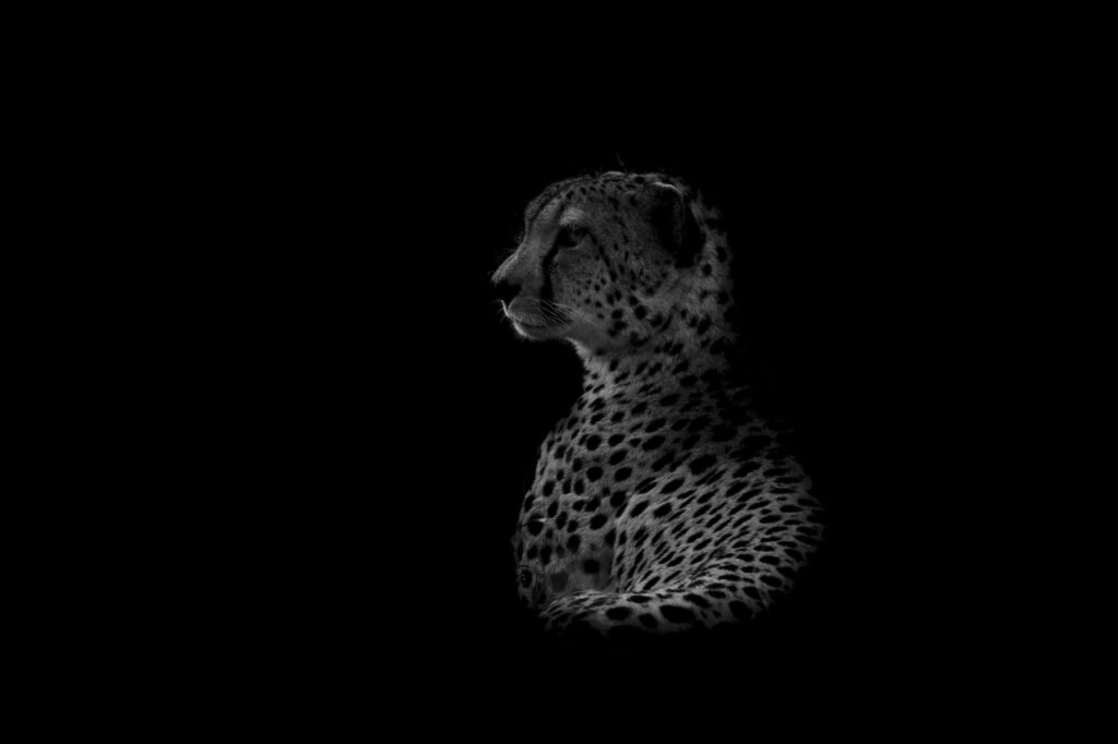 A low key edited photograph of a cheetah sitting