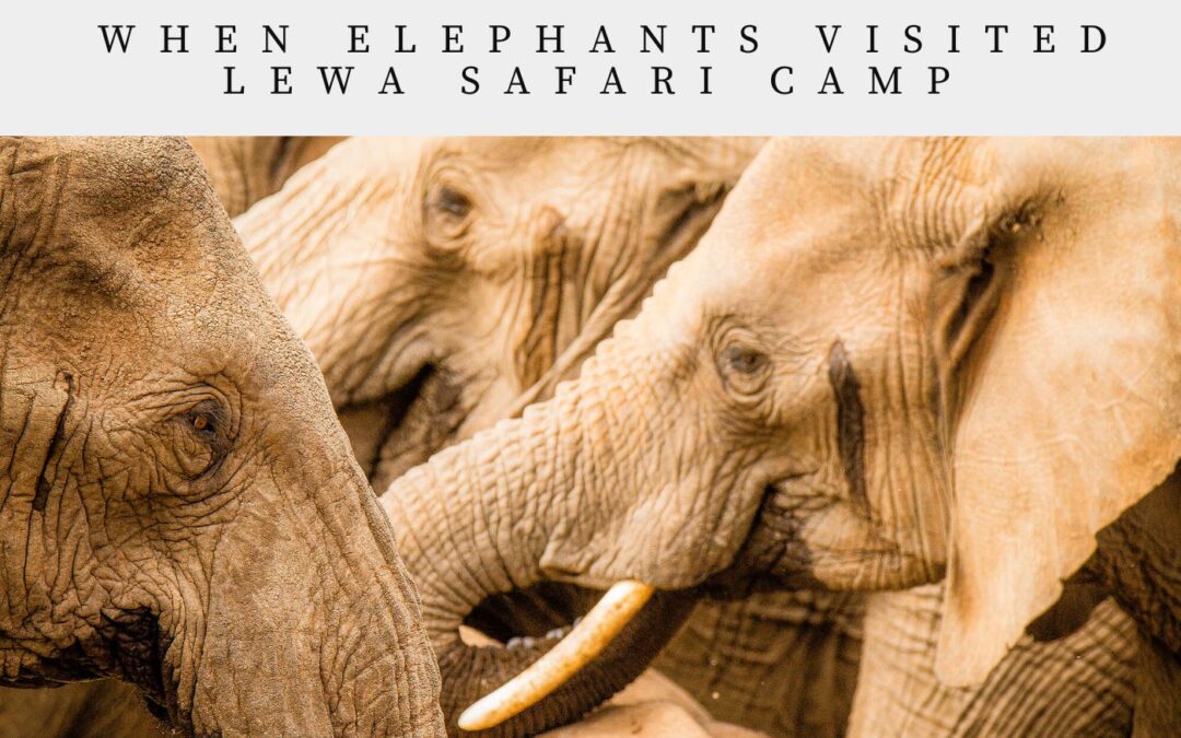 When Elephants Visited Lewa Camp