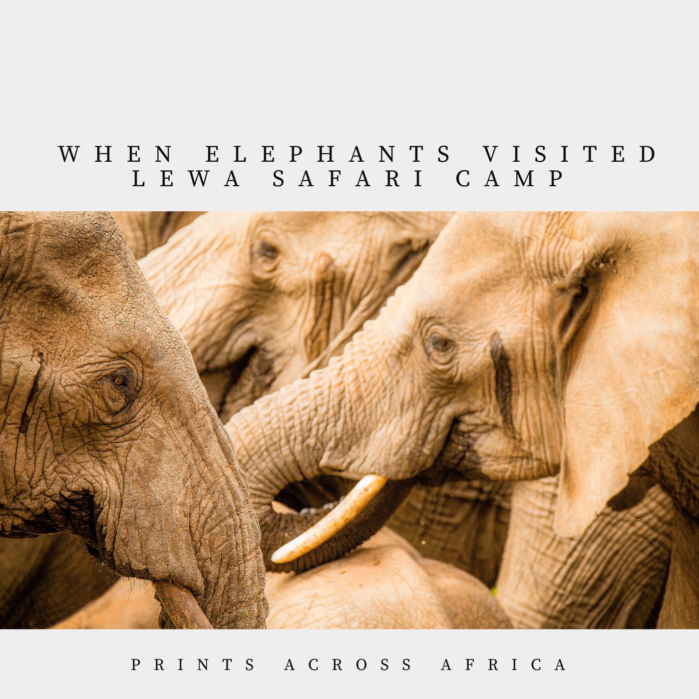 When elephants visited Lewa Safari Camp