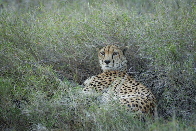 A cheetah lying in the green grass