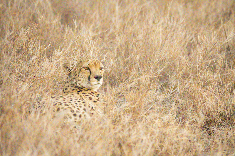 A cheetah resting in the brown grass