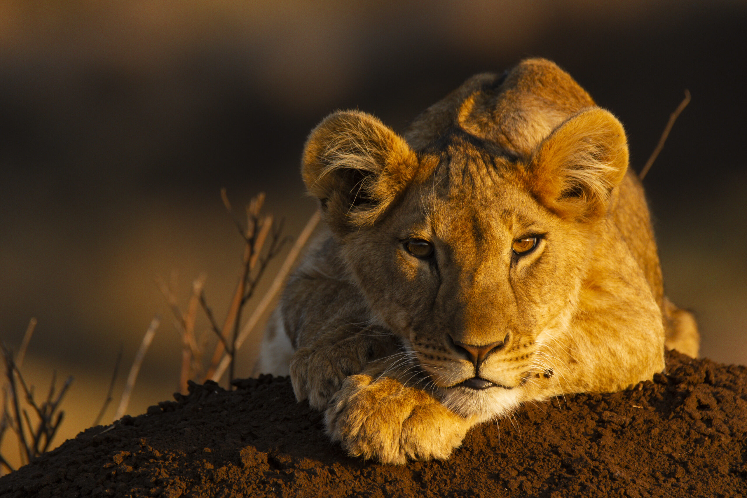 A young lion cub looking back at the camera while lying on a termite mound in the golden sunlight