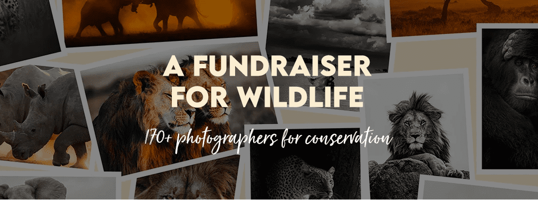 Prints For Wildlife, a Fundraiser for Wildlife