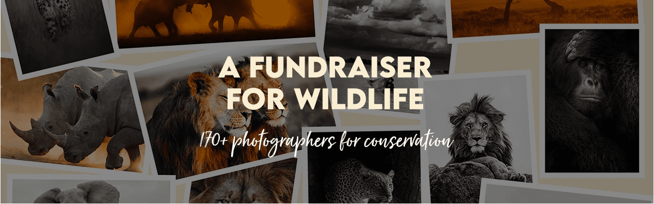 Prints for wildlife collection of fundraising images