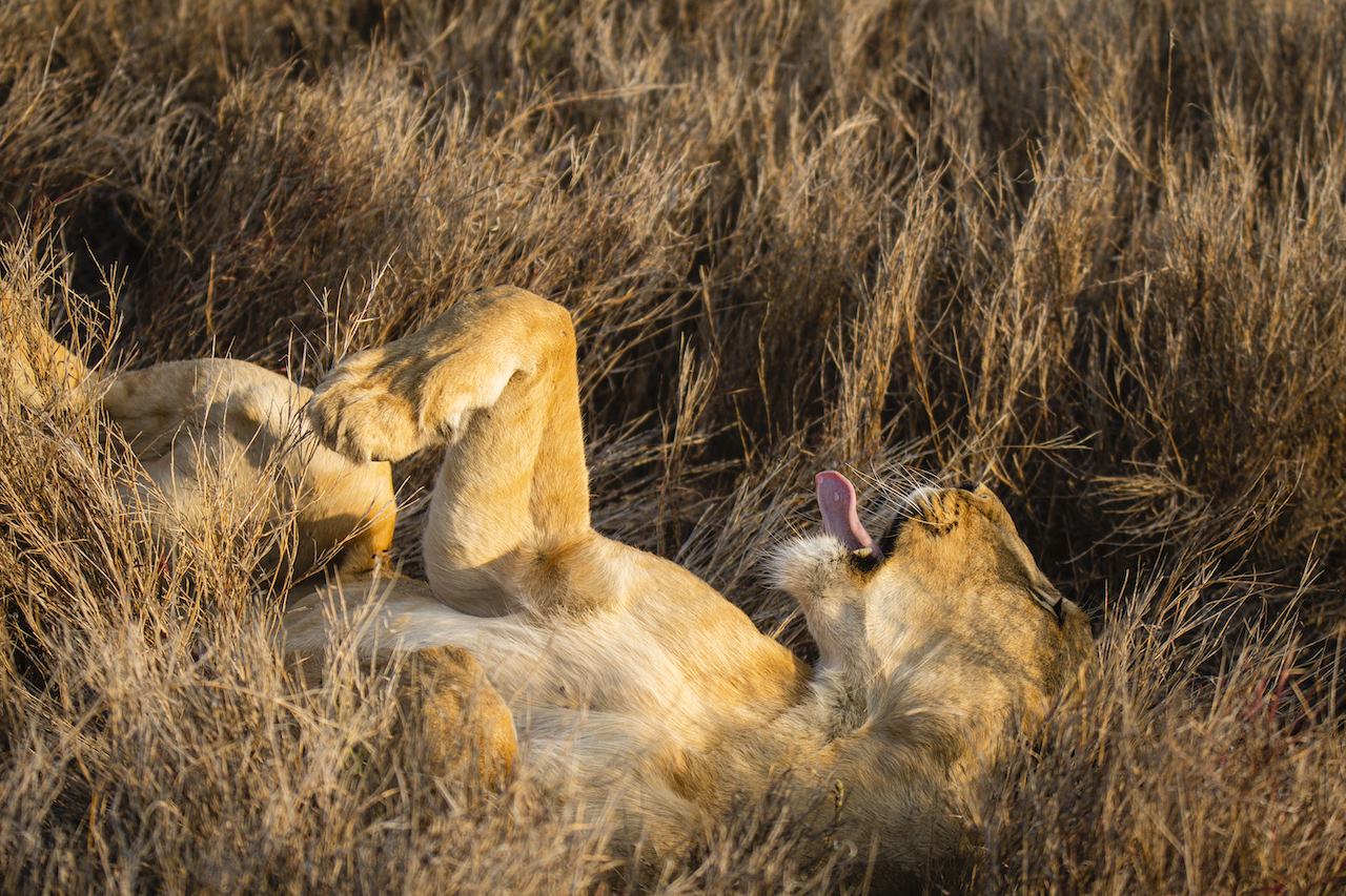 A lioness lying on her back in the long grass
