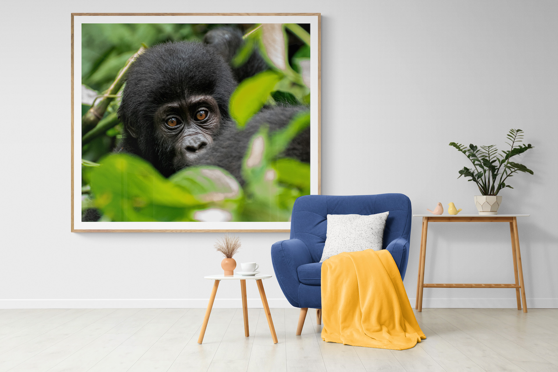 A fine art photographic print of a young gorilla hiding behind some leaves in the forest, hanging on the wall above a chair