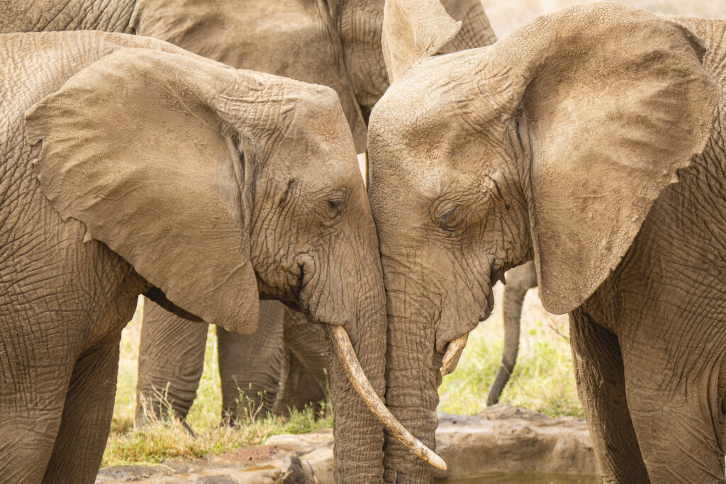 Two adult elephants with their forehead and trunks together