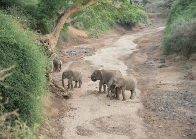 A herd of elephants in.a dry riverbed