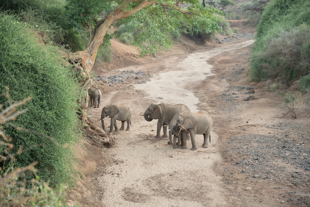 A herd of elephants in.a dry riverbed