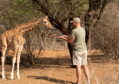 A man feeding a baby giraffe