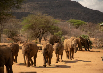 Baby elephants running for their milk