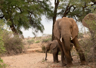 A mother and baby elephant
