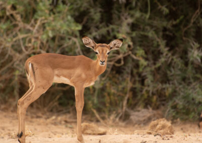 A baby impala