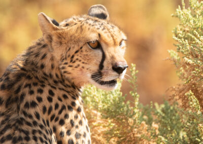 A Cheetah in Samburu