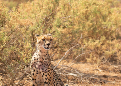A cheetah sitting in samburu