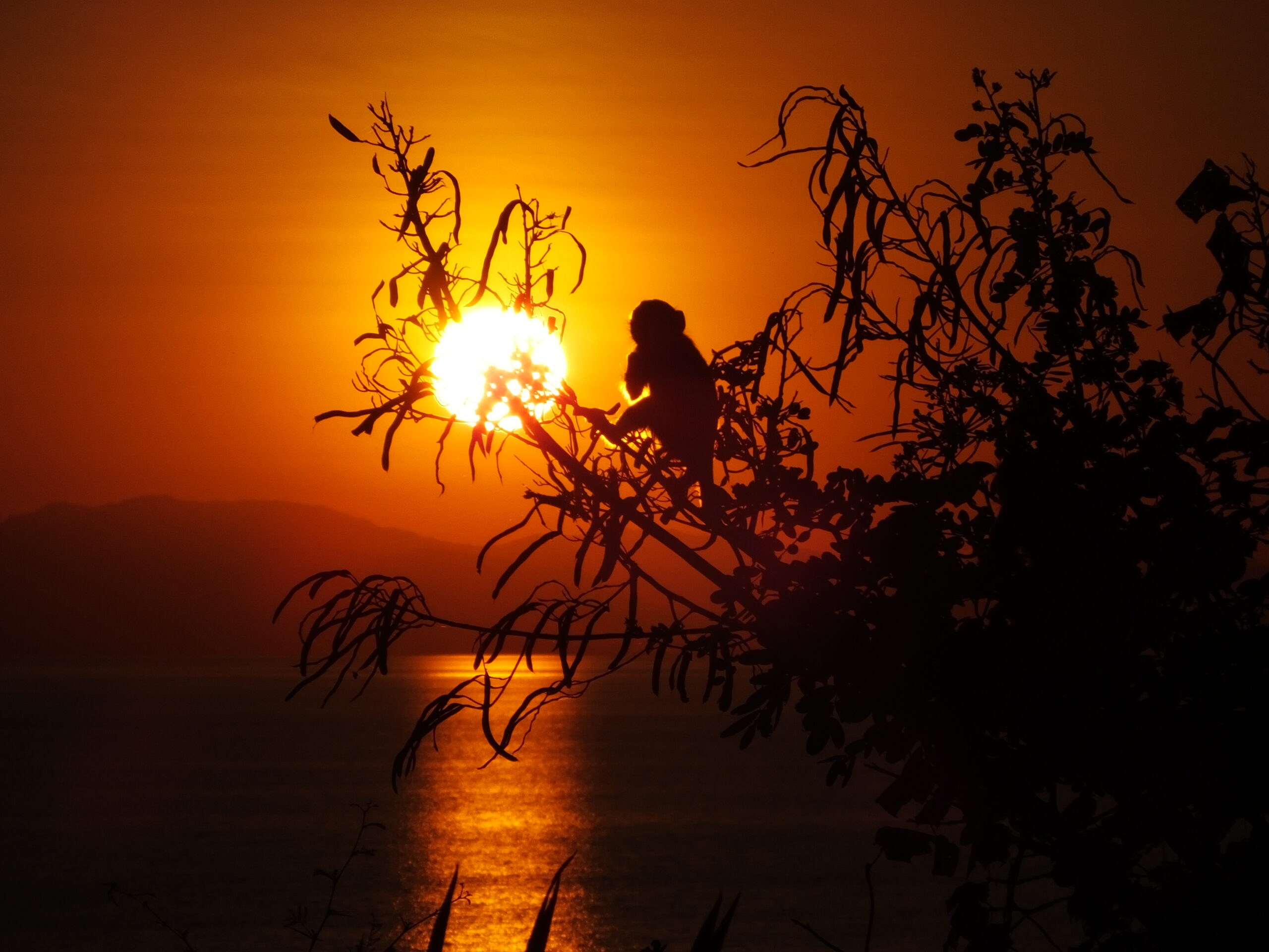 monkey at sunset