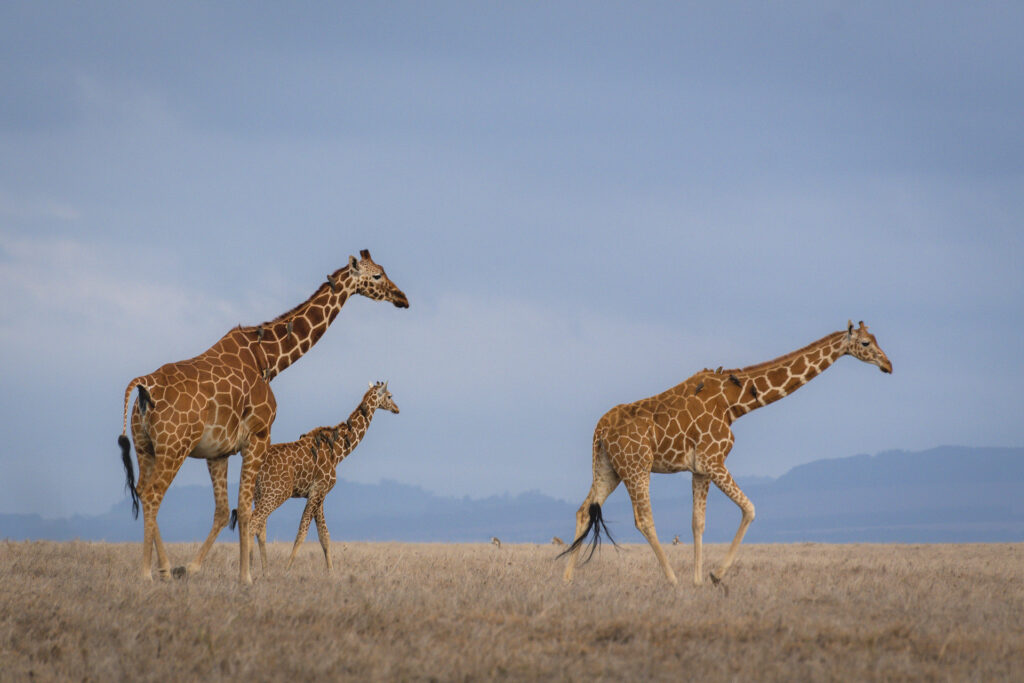 three giraffes walking across the Africa savanna