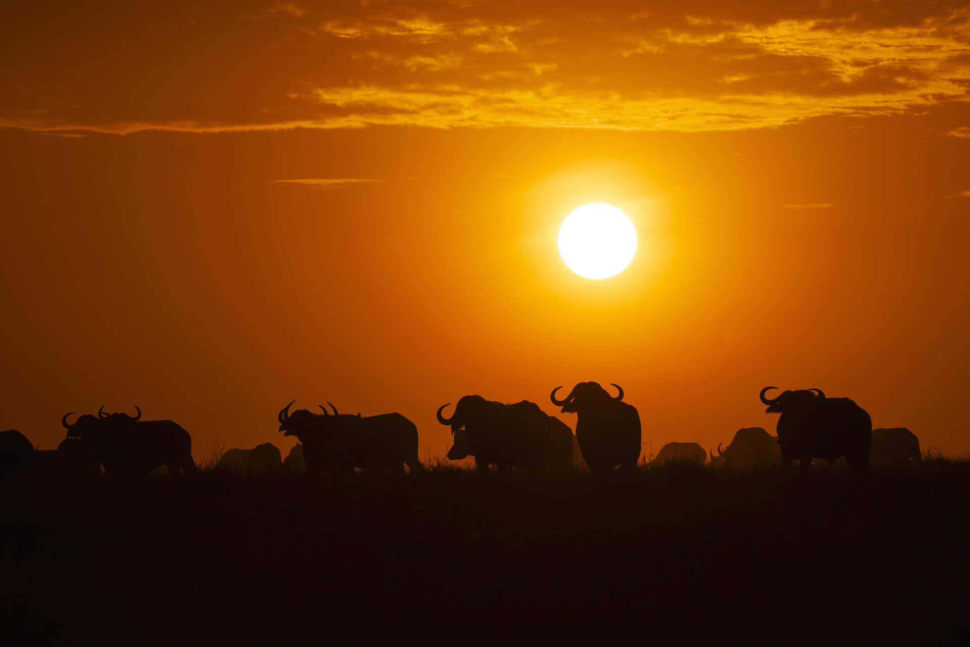 buffalo at sunrise
