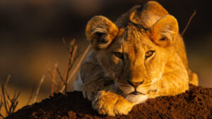 Lion cb on a termite mound