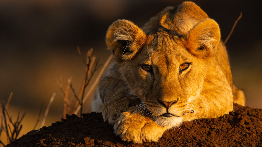 Lion cub on a termite mound