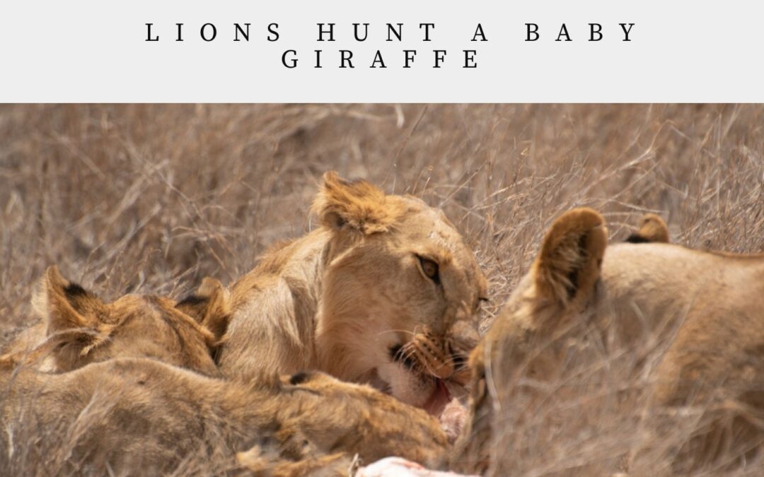 Lions hunt a baby giraffe
