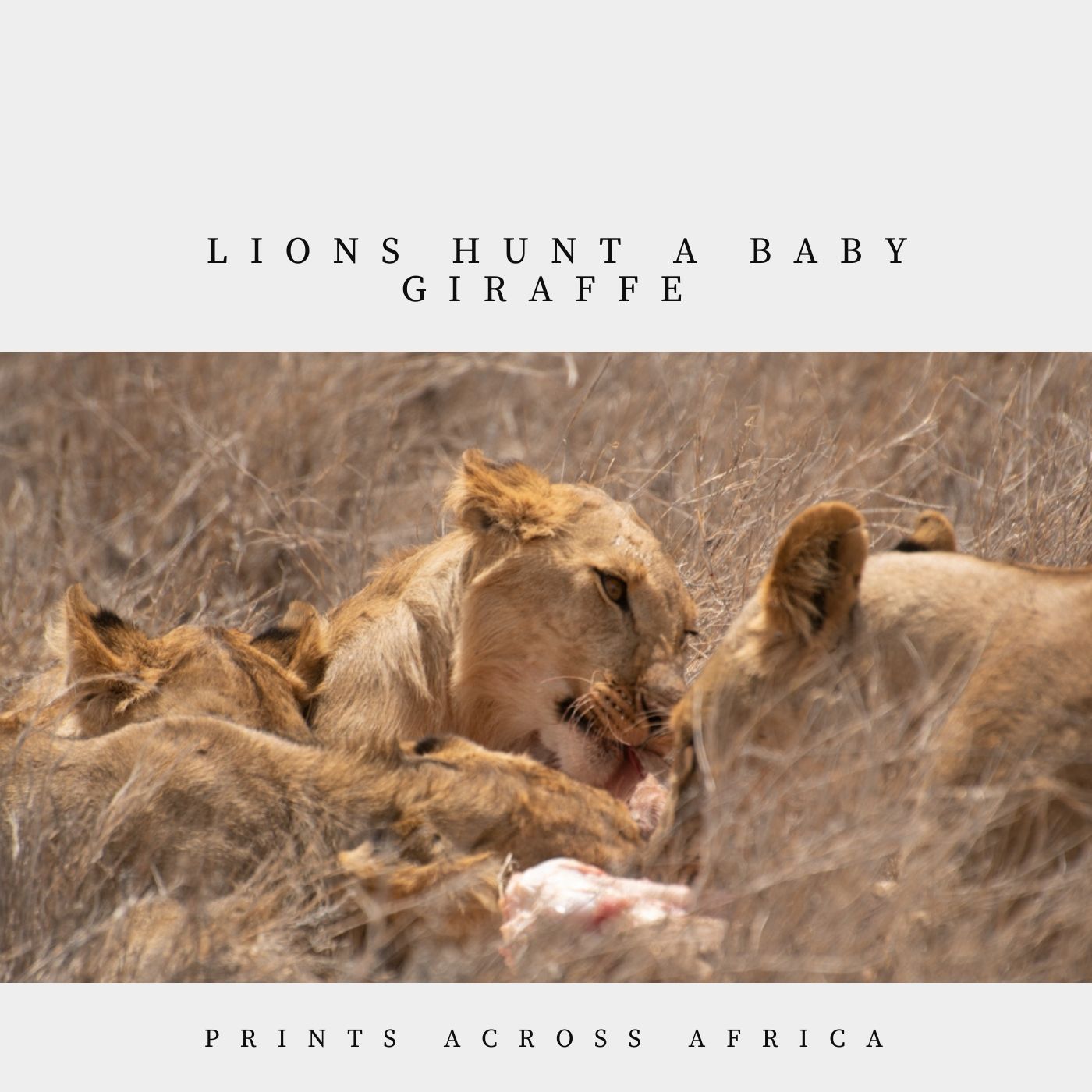 Lions hunt a baby giraffe