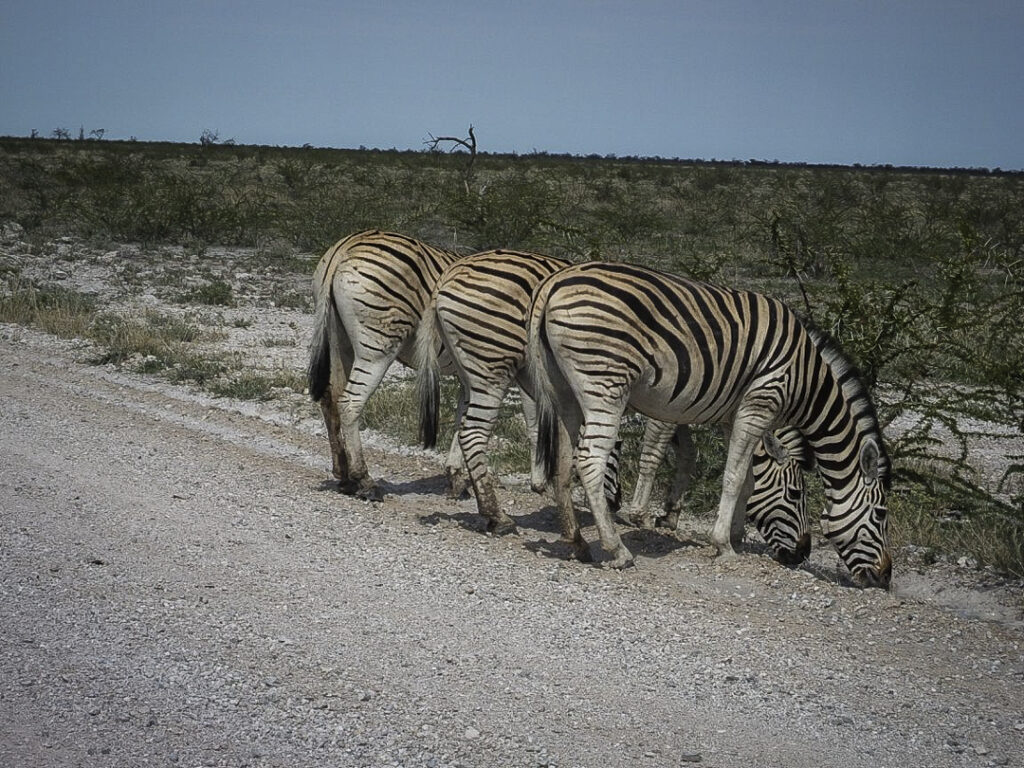 Three zebra bottoms in Etosha National Park Namibia 