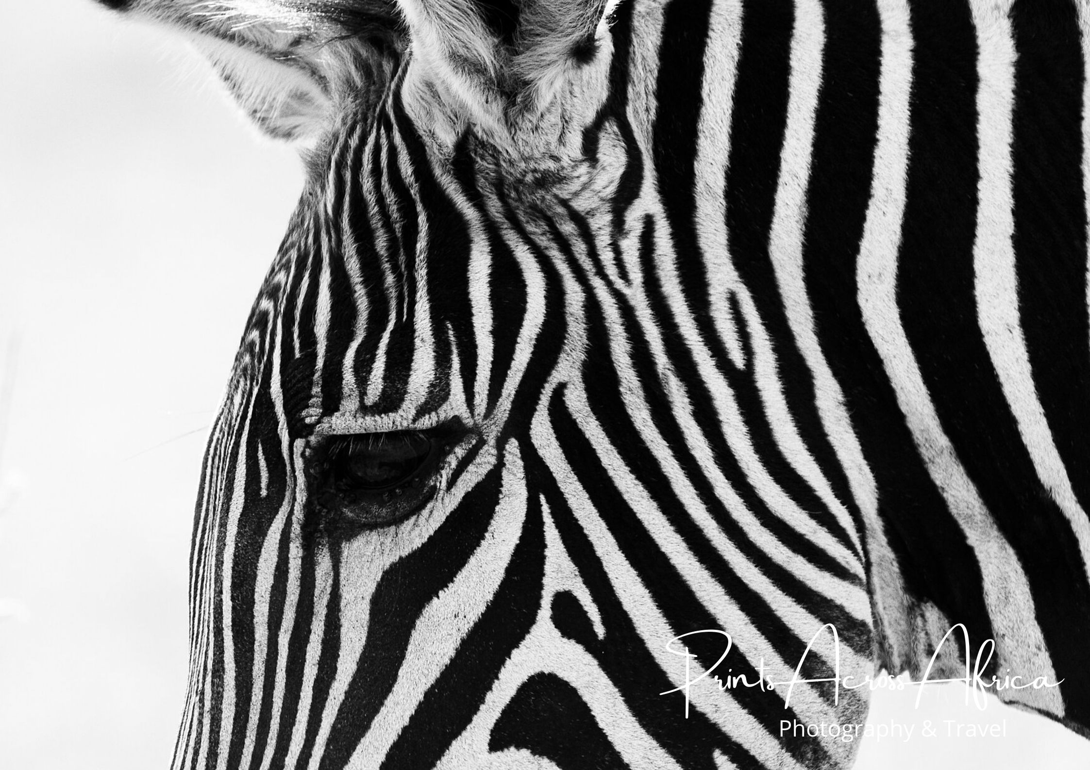 A close up of a zebra face