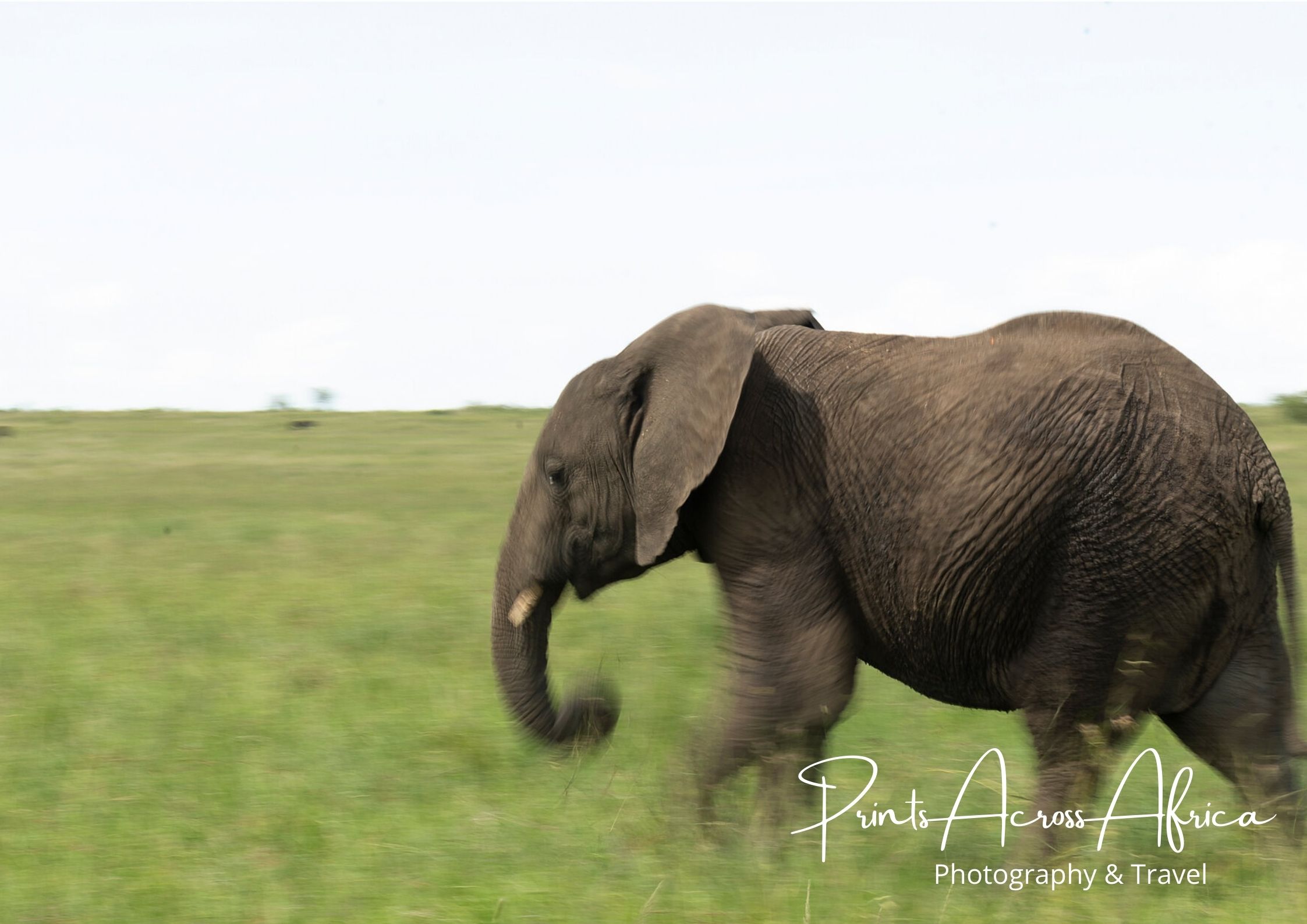 An elephant running