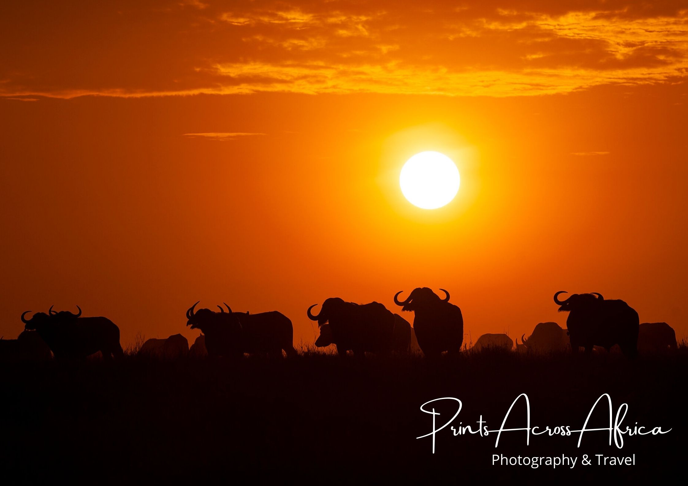 Buffalo Sunrise