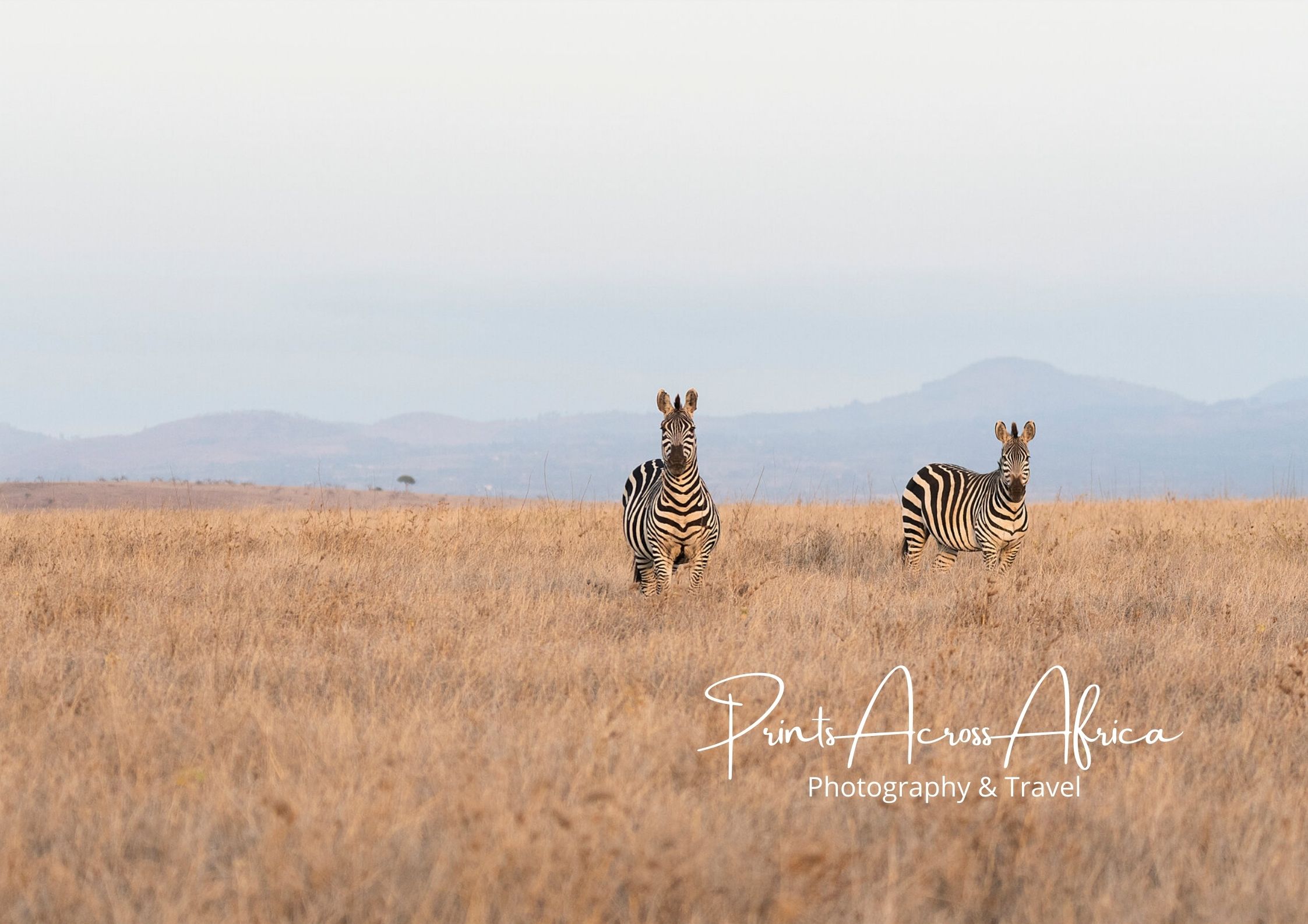 Two zebras in the distance