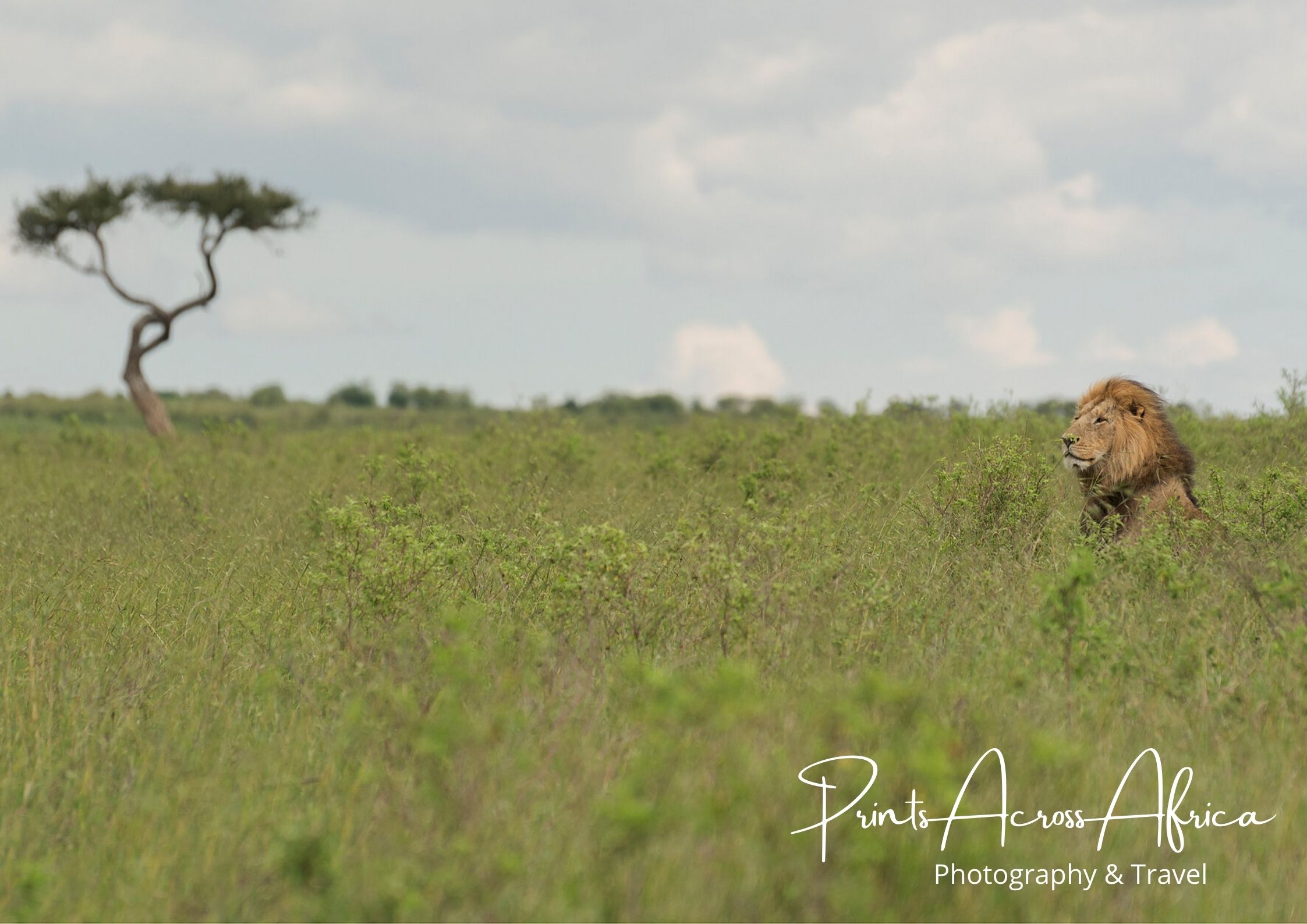 Lion and Tree