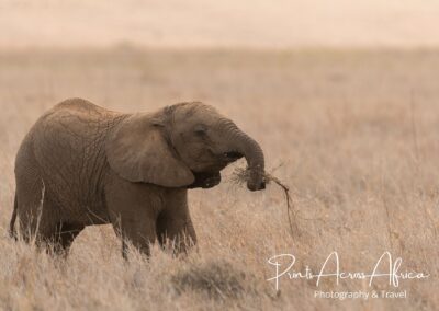 A young elephant playing with a stick