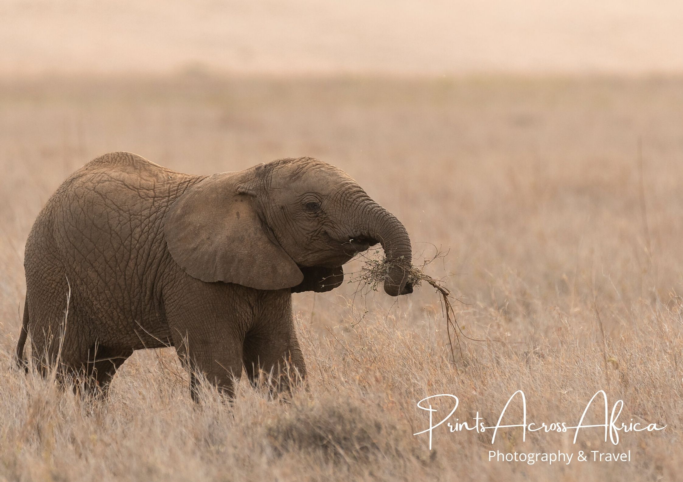A young elephant playing with a stick