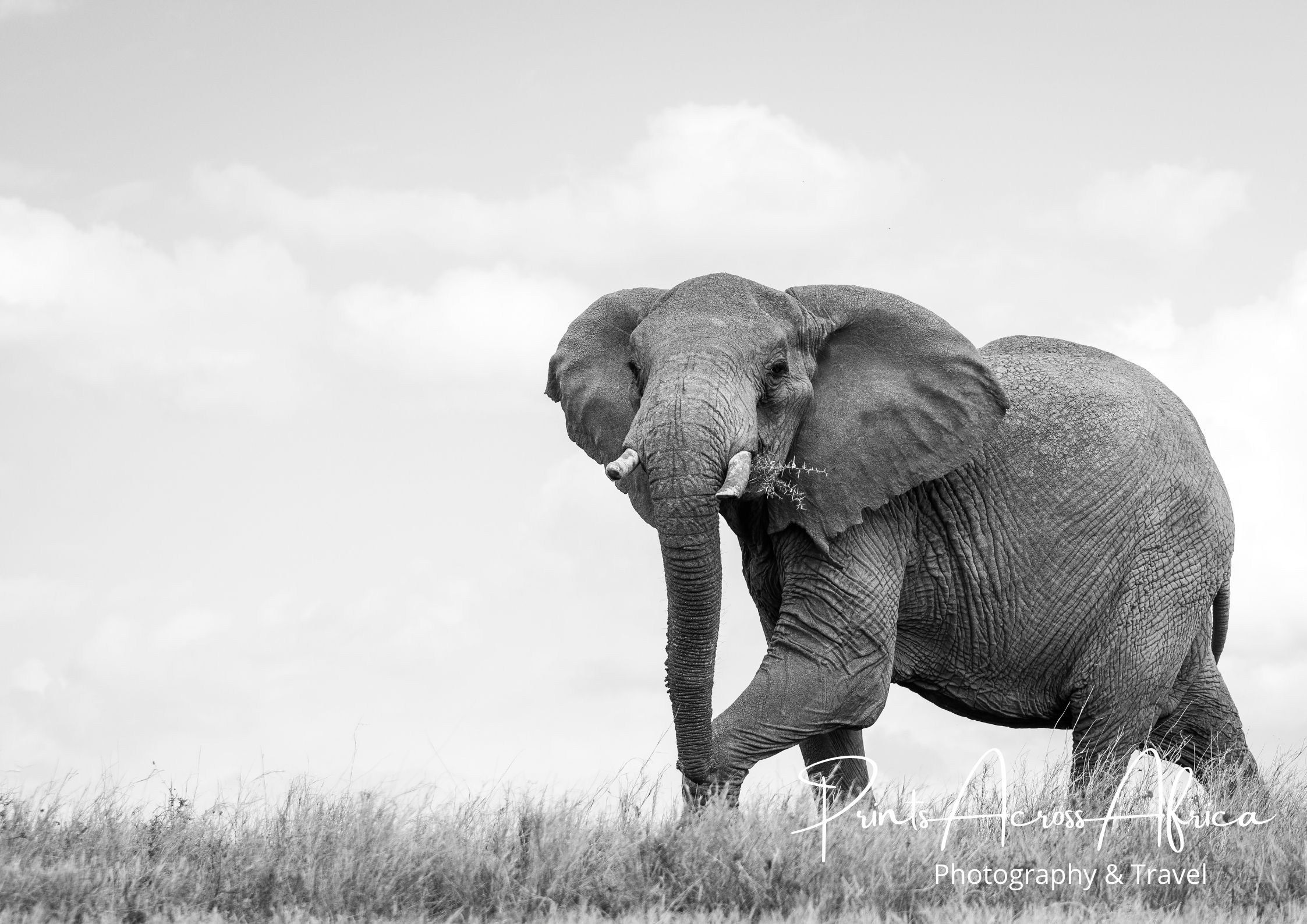A black and white photo of an elephant on the wall above a shelf 