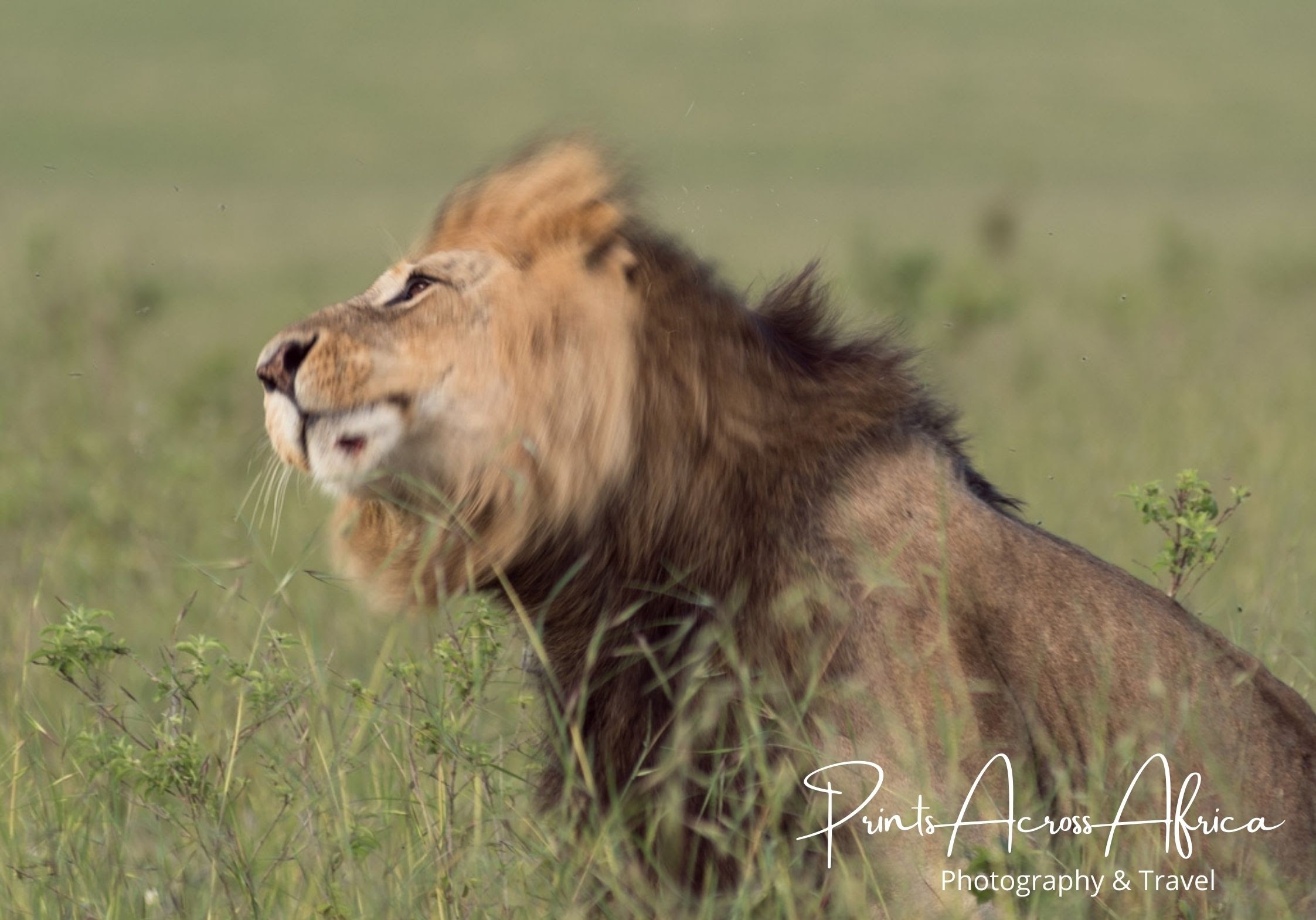 A male lion shaking his head