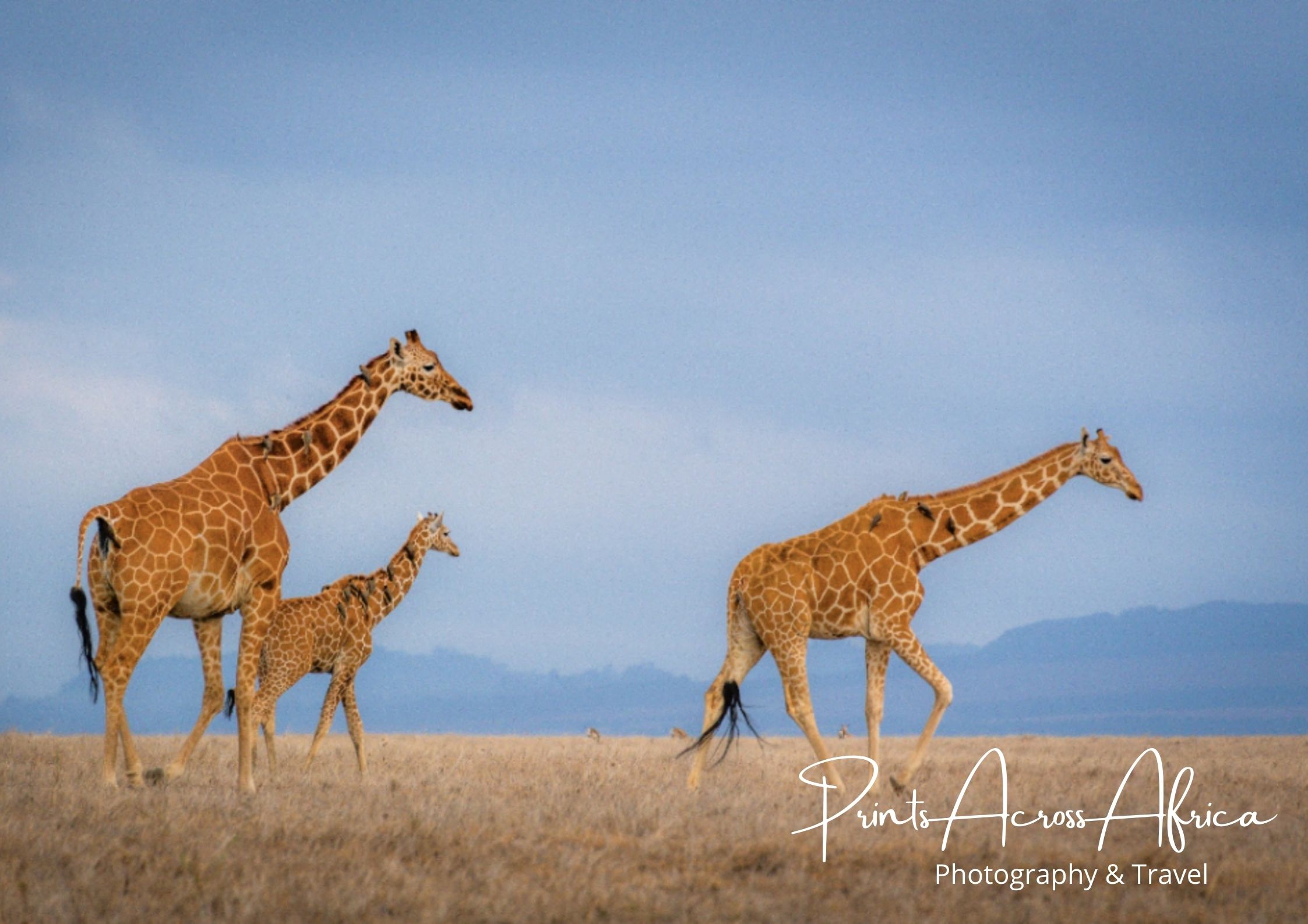 Three giraffes walking with a blue sky behind them