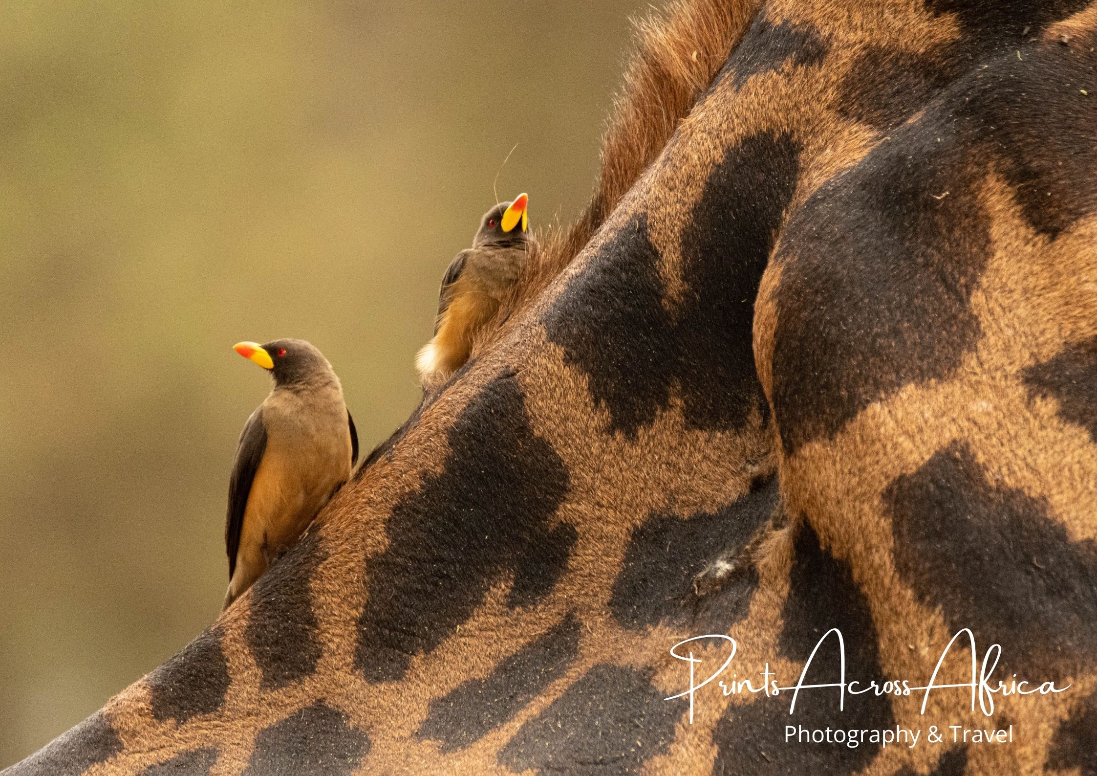 2 oxpeckers on the back of a giraffe