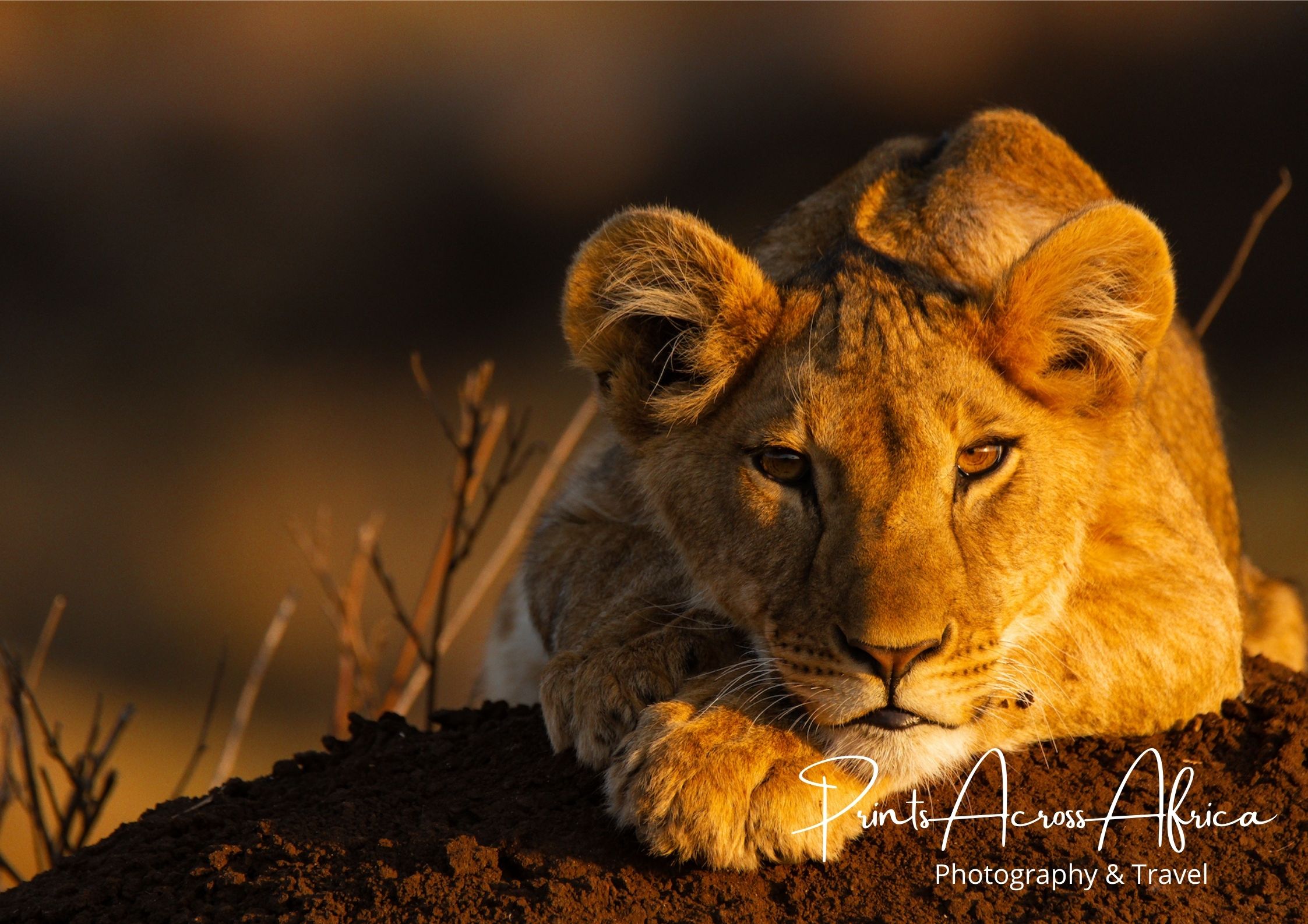A lion cub on a termite mound